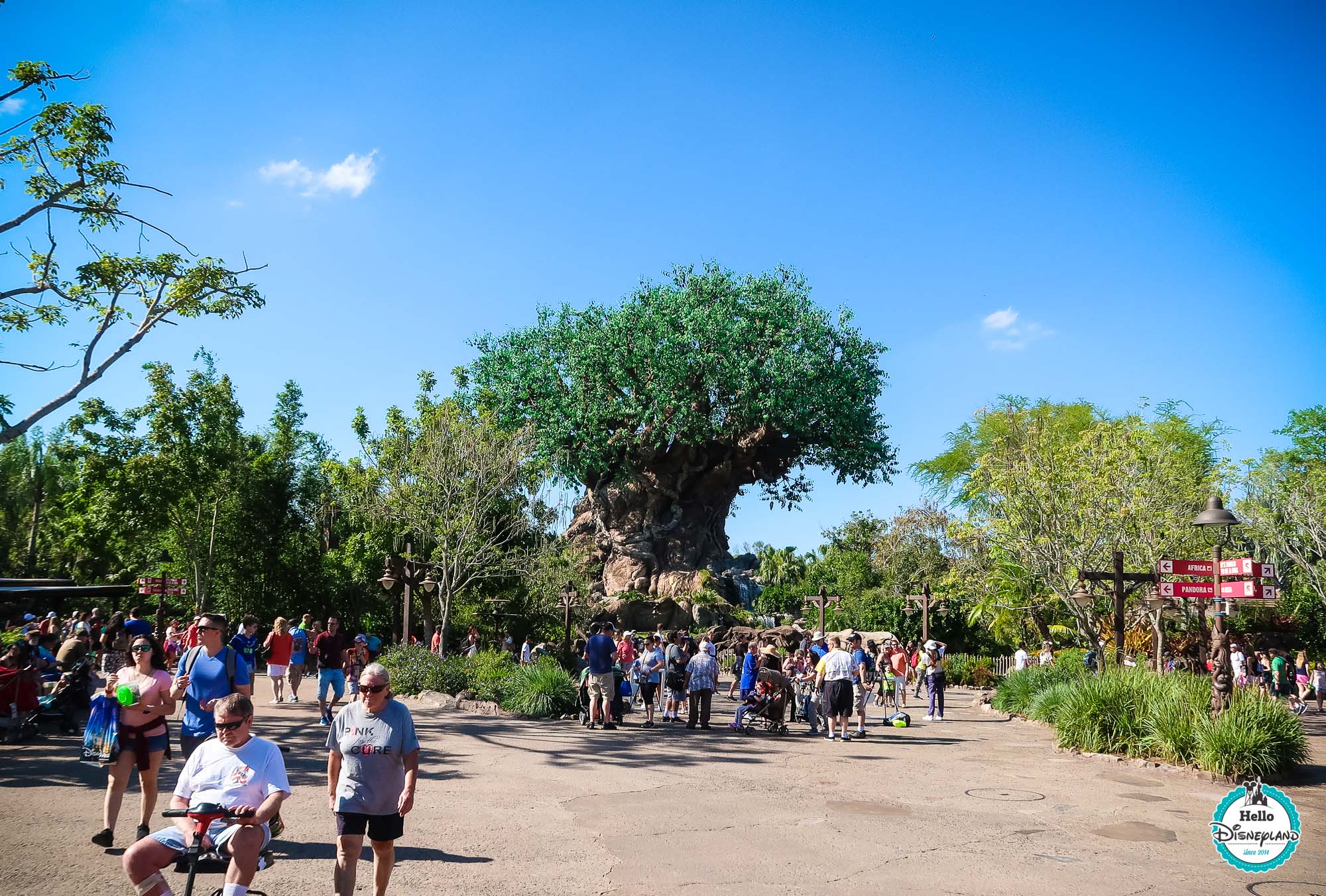 Animal Kingdom les attractions Hello Disneyland